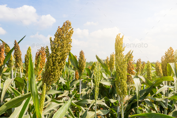 Millet field with blue sky-2 Stock Photo by stoonn | PhotoDune