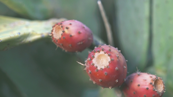 Opuntia Is a Genus in the Cactus Family Also Known As Prickly Pear, Cactus Fig and Tuna