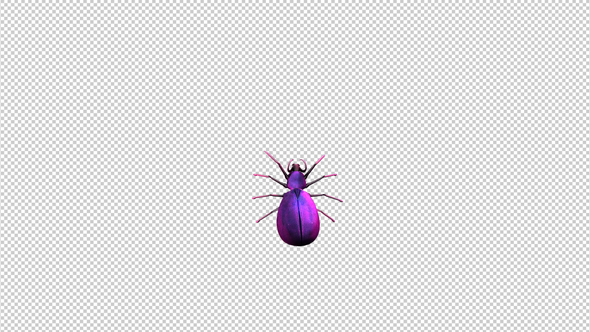 3d Spider Crawling On The Screen, Motion Graphics | VideoHive