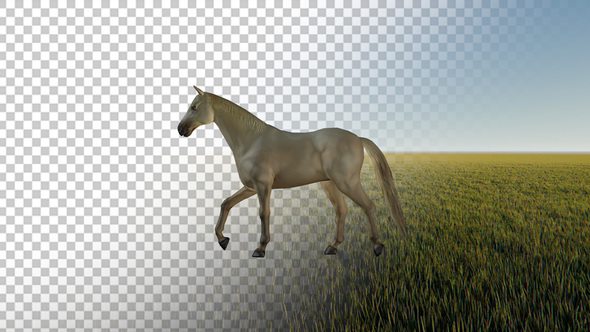 Walking Horse 4K