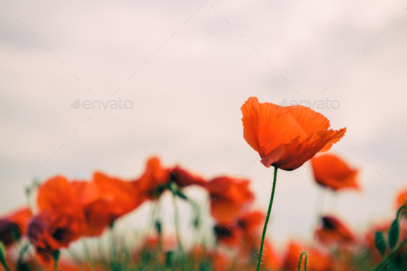 Poppy flowers retro vintage summer background - Stock Photo - Images