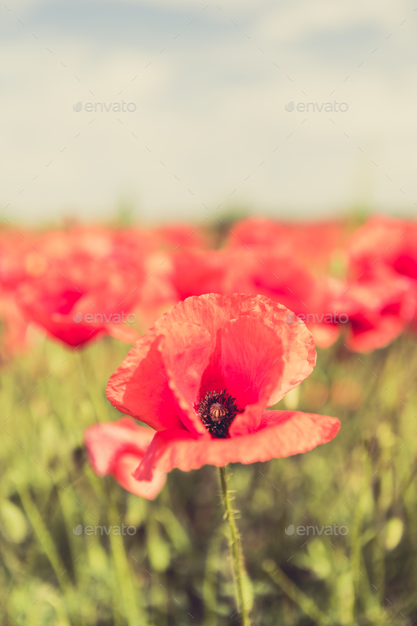 Poppy flowers retro vintage summer background - Stock Photo - Images