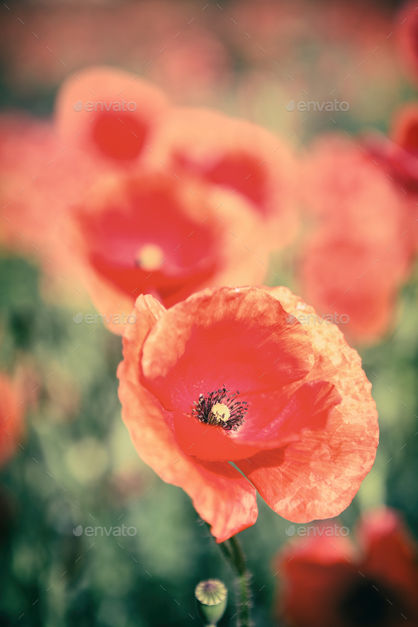 Poppy flowers retro vintage summer background - Stock Photo - Images