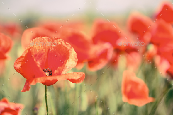 Poppy flowers retro vintage summer background - Stock Photo - Images