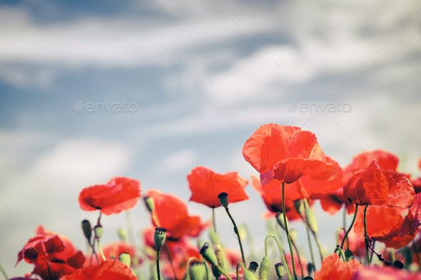 Poppy flowers retro vintage summer background - Stock Photo - Images