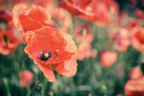 Poppy flowers retro vintage summer background Stock Photo by blas | PhotoDune