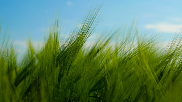 Green Wheat Field alt