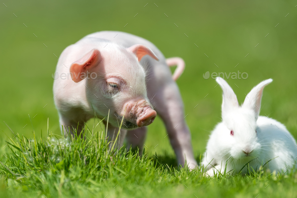 Piglet and white rabbit on spring green grass on a farm Stock Photo by byrdyak