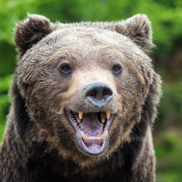 Brown Bear - Ursus arctos - NatureWorks