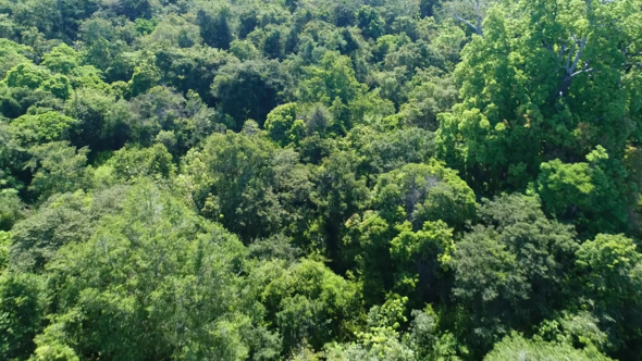 Flyover Jungle Forest Trees