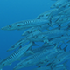 School of Chevron Barracuda Swim Slowly in Blue Water School of Chevron Barracuda Swim Slowly in Blue Water - VideoHive Item for Sale