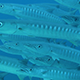 In the Middle of a School of Chevron Barracuda In the Middle of a School of Chevron Barracuda - VideoHive Item for Sale