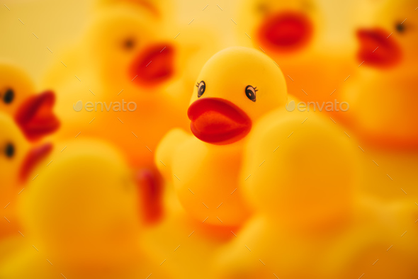 Group of rubber ducks chatting - Stock Photo - Images