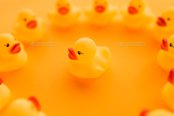 Rubber ducks in leadership concept - Stock Photo - Images