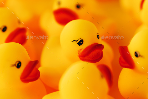 Group of rubber ducks chatting - Stock Photo - Images