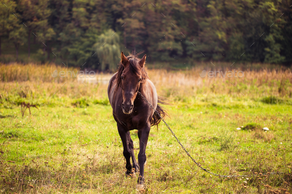 Horse on nature. Portrait of a horse, brown horse Stock Photo by ollinka