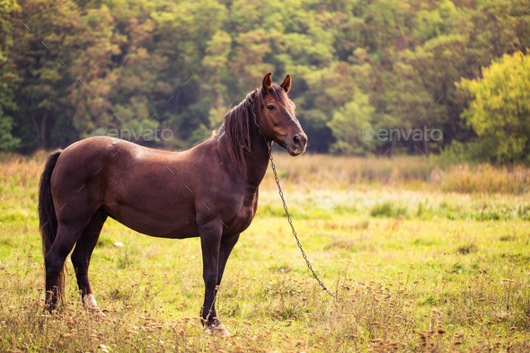 Horse on nature. Portrait of a horse, brown horse Stock Photo by ollinka