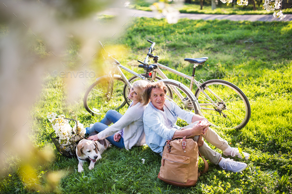 Beautiful senior couple with dog and bicycles outside in spring nature. - Stock Photo - Images