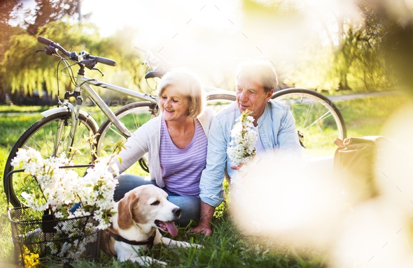 Beautiful senior couple with dog and bicycles outside in spring nature. - Stock Photo - Images