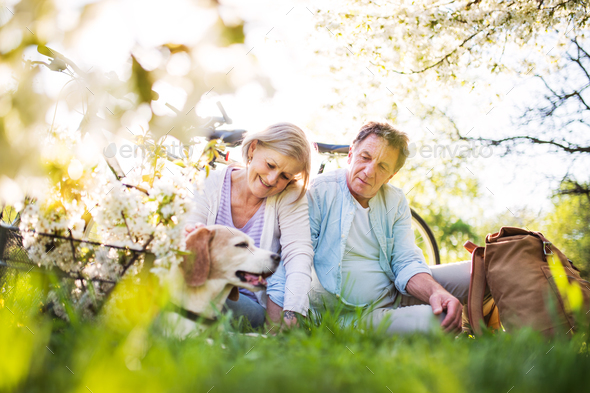 Beautiful senior couple with dog and bicycles outside in spring nature. - Stock Photo - Images