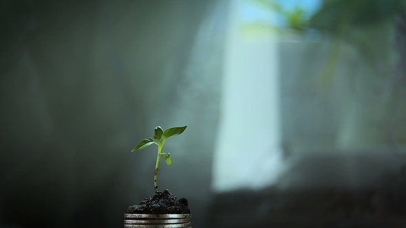 Sprout From Coins Money Growth Increase Concept