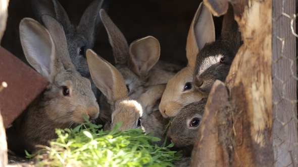 Domestic Rabbits eat grass in a Cage