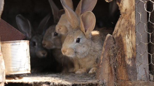 Domestic Rabbits in a Cage. Family Gray Rabbits Eat Grass, Leaves and Corn.