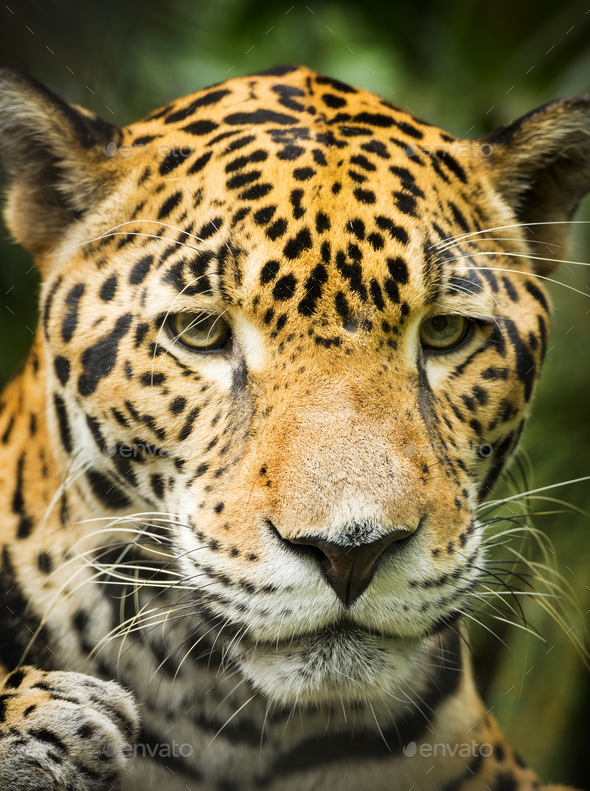 Jaguar Cat Portrait Stock Photo by THP-Creative | PhotoDune