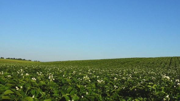 Green Blooming Potato Field and Clear Blue Sky