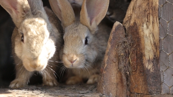 Domestic Rabbits in a Cage. Family Gray Rabbits Eat Grass, Leaves and Corn.