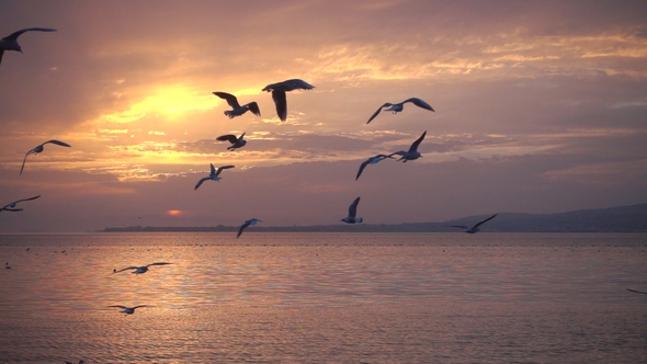 240 Fps. Birds Fly Against Beautiful Sunset.