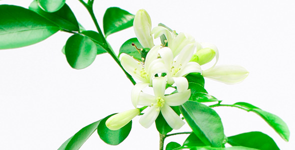Murraya (Orange Jasmine) Flowers Blossom, Time Lapse