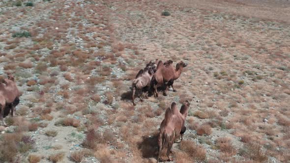 Bactrian Camel in the Gobi Desert Mongolia alt