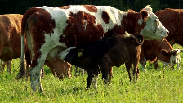 A Herd of Cows in a Pasture - a Calf Drinks From Its Mother's Udder