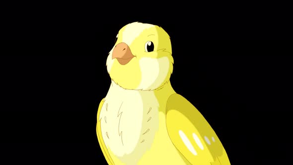 Singing yellow canary close-up alpha matte 4K
