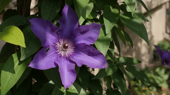 Beautiful Clematis Jackmanii Superba flower 4K 2160p 30fps UltraHD footage - Finger stamen and petal alt