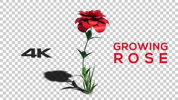 4K Growing Rose
