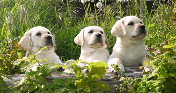 Yellow Labrador Retriever, Puppies in the Vegetation, Normandy in France, Slow Motion 4K alt