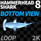 Hammerhead Shark 8 Bottom View - VideoHive Item for Sale