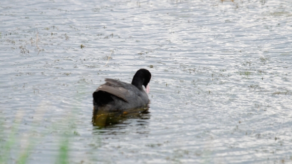 Eurasian Coot Is Swiming on a Pond alt