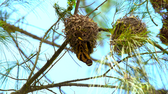 Bird On Nest