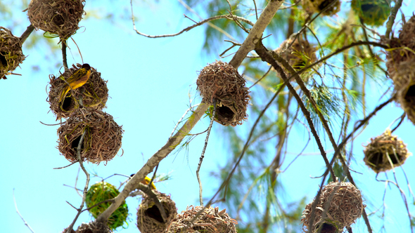Weavers Birds Nests