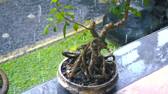 Japanese Bonsai Tree Outdoors in the Rain in Bali, Indonesia alt