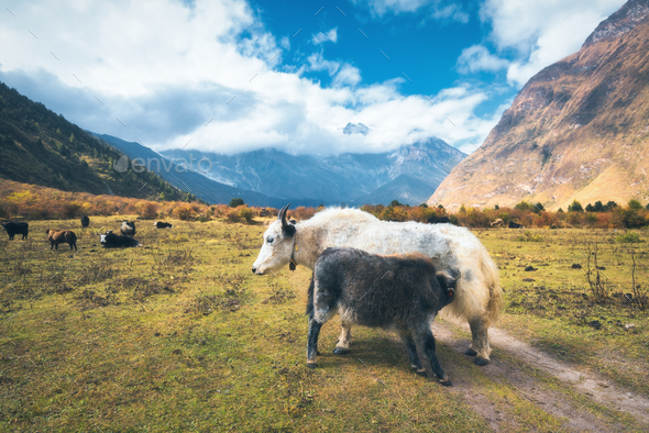 Beautiful white wild yak and amazing baby yak on pasture - Stock Photo - Images