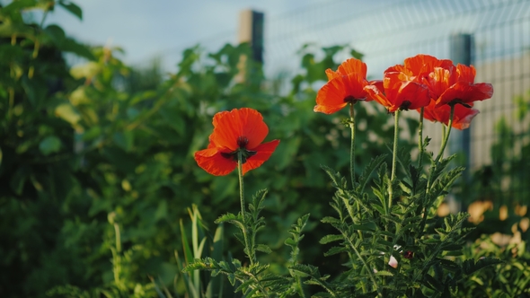 A Bush of Red Poppies Blooms at the Fence. Summer Scene in the Village alt