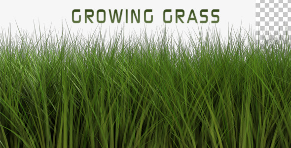 Growing Grass Light Wind