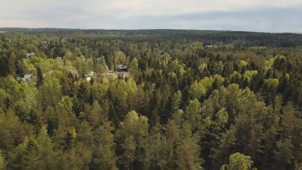 Aerial Drone View of Forest From the Sky, Above Trees and Roads. Russian Landscape with Pines and