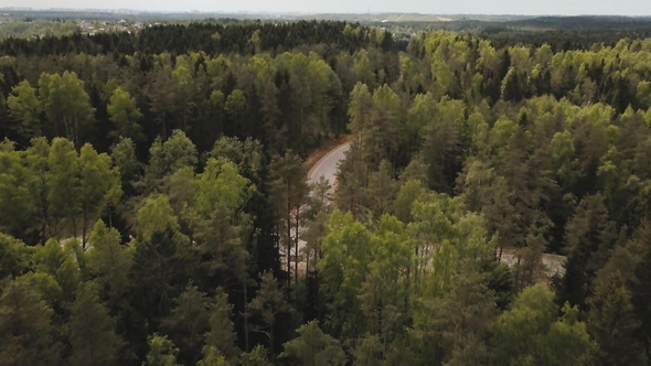Aerial Drone View of Forest From the Sky, Above Trees and Roads. Russian Landscape with Pines