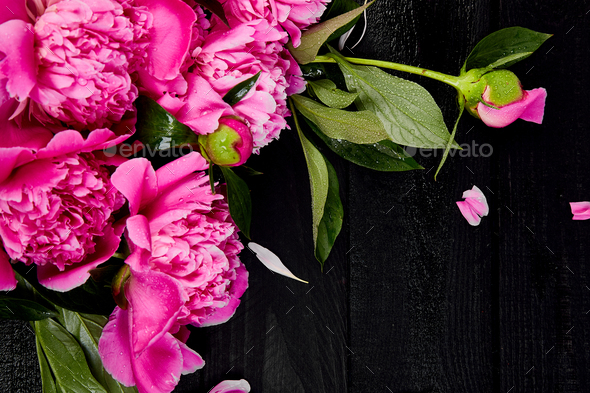 Beautiful pink peony flowers - Stock Photo - Images