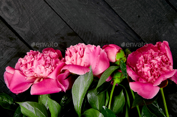 Beautiful pink peony flowers - Stock Photo - Images